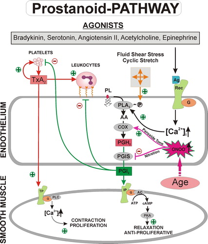 Figure 3. The Yin–Yang system of prostanoids. Agonist stimulation of endothelial cells causes an increase in intracellular calcium levels [Ca2 + ]i, which releases arachidonic acid via activation of phospholipase A2 from membrane phospholipids. Alternatively, phospholipase A2 is regulated by fluid or cyclic shear stress through phosphorylation. Arachidonic acid is converted by prostaglandin endoperoxide H2 synthase (cyclo-oxygenase) into the intermediate prostaglandin endoperoxide H2, which is further processed into prostacyclin by prostacyclin synthase. Prostacyclin mediates vasorelaxation by acting on the prostacyclin receptor, activating adenylyl cyclase, and elevating cyclic AMP, resulting in an increase in protein kinase A activity. Furthermore, prostacyclin inhibits platelet aggregation and leukocyte adhesion to the endothelium. Under conditions that cause inhibition of prostacyclin synthase, PGH2 levels increase and PGH2 exerts thromboxane-like effects via stimulation of the thromboxane A2/PGH2 receptor. Thromboxane A2 stimulates platelet aggregation and enhances this process in an autocrine loop or promotes leukocyte adhesion. Activation of the thromboxane A2/PGH2 receptor leads to activation of phospholipase C and an increase in intracellular calcium levels. (AA = arachidonic acid; AC = adenylyl cyclase; Ag = agonist; [Ca2 + ]i = intracellular calcium; G = G-protein; ONOO− = peroxynitrite; •O2− = superoxide; PLA2 = phospholipase A2; •NO = nitric oxide; PGHS-1 = prostaglandin endoperoxide H2 synthase; PGH2 = prostaglandin endoperoxide H2; PGIS = prostacyclin synthase; PLC = phospholipase C; PKA = protein kinase A; Rec = receptor; TxA2 = thromboxane A2; TxAS = thromboxane synthase)