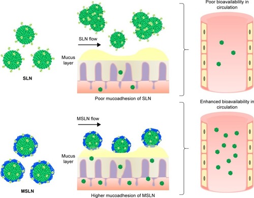 Figure 4 Schematic representation of mucoadhesion of SLN or MSLN through oral delivery.Abbreviations: MSLN, modified solid lipid nanoparticle; SLN, solid lipid nanoparticle.