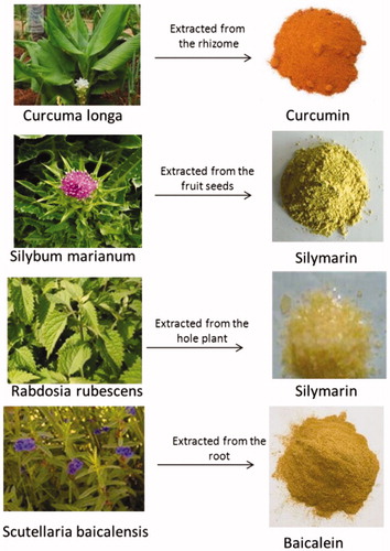 Figure 1. Extracts of portions of the herbal drugs.
