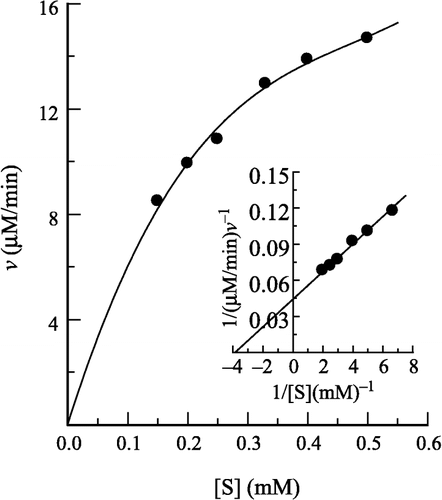 Figure 1 Determination of the kinetic parameters of prawn NAGase. Conditions were 2 ml system containing 0.15 M NaAc-HAc buffer (pH 5.2) and different concentrations of pNP-β-D-GlcNAc at 37°C. The enzyme final concentration was 0.020 μM. The inset is a Lineweaver-Burk plot for the determination of Km and Vm for NAGase on the hydrolysis of pNP-β-D-GlcNAc.