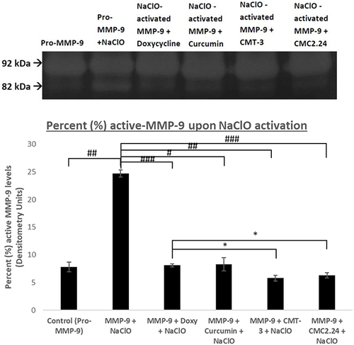 Figure 6 Effect of in vitro CMC 2.24, Doxycycline, Curcumin, and CMT-3 treatment on human recombinant MMP-9 activity. Human recombinant MMP-9 was activated with sodium hypochlorite (NaClO) and treated with CMC 2.24, Doxycycline, Curcumin, and CMT-3 incubated at 37°C. Active MMP-9 activities were analyzed by gelatin zymography and scanned by densitometer. Black bar: active MMP-9. Each value represents Mean (n=2-4/group) ± Standard Error (S.E.M.). *Indicates p<0.05 #Indicated p<0.0005, ##Indicated p<5 x 10−5, ###Indicates p< 1×10−6 values compared between groups at the same time period.