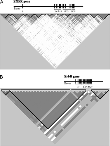 Figure 1.  Linkage disequilibrium (LD) haplotype blocks of the EGFR gene (A) and ErbB2 gene (B). Exons have been redrawn to show the relative positions in the genes, therefore maps are not to physical scale.
