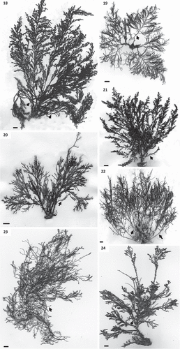 Figs 18–24. Habit of species of Cystoseira 3 (here proposed as Carpodesmia). Fig. 18. Cystoseira amentacea (HGI – A 14601). Fig. 19. Cystoseira brachycarpa (HGI – A 14552). Fig. 20. Cystoseira crinita (HGI – A 14570). Fig. 21. Cystoseira mediterranea (HGI – A 9427). Fig. 22. Cystoseira zosteroides (HGI – A 3054). Fig. 23. Cystoseira tamariscifolia (TFC Phyc 15285). Morphotype from sublittoral at La Graciosa islet. Fig. 24. Cystoseira tamariscifolia (TFC Phyc 15281). Morphotype from lower eulittoral at Gran Canaria island. Note: spiny appendages on primary branches are indicated with arrows. All scale bars: 1 cm.