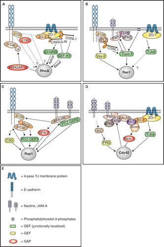 Figure 2. Regulation of small GTPases by junctional proteins. Schematic diagrams illustrating the major proteins and pathways involved in the regulation of RhoA (A), Rac1 (B), Rap1 (C), and Cdc42 (D) at junctions of mammalian epithelial cells. (E) is a graphic legend for panels A, B, C, D. Arrows indicate either physical/functional interaction, activation, or promotion of junctional recruitment. Lines with bar indicate inhibition. Dotted lines indicate indirect/unknown interaction. α = α-catenin; PL7 = PLEKHA7; p114RG = p114 RhoGEF; β-cat. = β-catenin. See text for additional details. This Figure is reproduced in colour in Molecular Membrane Biology online.