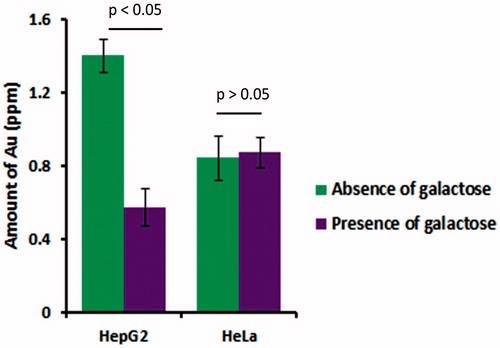 Figure 9. Intracellular amount of gold in HepG2 and HeLa cells after incubation in absence and presence of 65 mM/L of galactose at 37 °C.