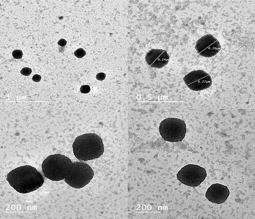 Figure 6 Transmission electron microscope morphological examination for stained expanded mixture design optimized formulation showing its cubic shape.