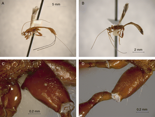 Figure 2.  Lateral view of the body of (a) Ptesimogaster sp. and (b) Ptesimogastroides sp. Hind coxa of (c) Ptesimogaster sp. and (d) Ptesimogastroides sp.