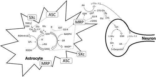 Figure 3. Production of glutathione in astrocytes and neurons via system transporter. SXc, System , ASC, alanine-serinecysteine; MRP, multi-drug resistance proteins; GCL, glutamate cysteine ligase; GS, glutathione synthase; GSSG-GSH disulphide; TRR1, thioredoxin reductase; GGL, γ-glutamyl transferase (adapted from Lewerenz et al., Citation2013).