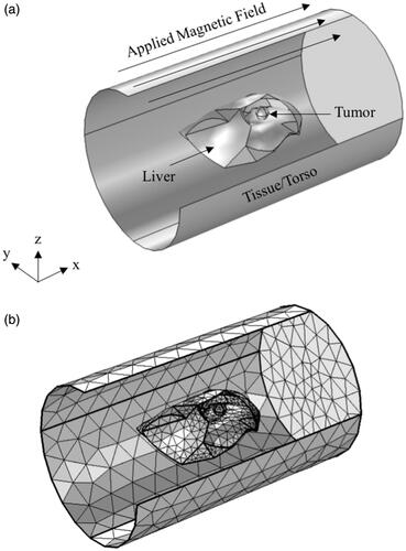 Figure 4. Schematic of the computational model used for simulations. (a) Isometric projection of the geometry showing the liver, tumor and rabbit tissue/torso. Thermal and magnetic field boundary conditions are shown. (b) Sample mesh for the computational model shown in (a).