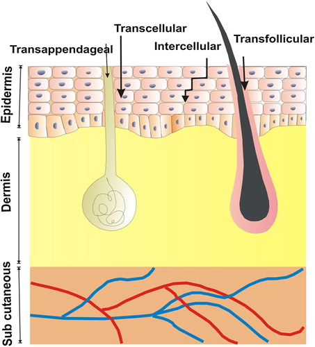 Figure 1. Different routes of drug transport through skin.