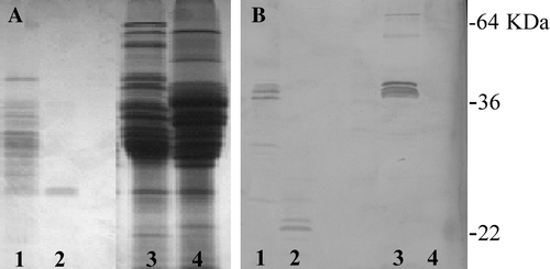 Figure 4.  (A) SDS-PAGE patterns of (1, 2) PT-digested and (3, 4) native endosperm proteins and (B) their reactions with anti-QQPQDAVQPF antiserum. (1, 3) common wheat cv. FG; (2, 4) durum wheat cv Adamello.