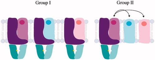 Figure 5. Domain architecture and assembly of Group I and II ECF transporters. ECF transporters contain an energy module (A and A′, colored in teal and cyan respectively), transmembrane component (T, colored in purple) and a substrate-binding module (S, colored in light purple, light blue and light pink). In Group I ECF transporters, S associates with dedicated T, A, A′ units, while Group II ECF transporters utilize the same T, A and A′ components for several different S components.
