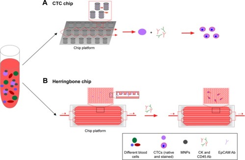 Figure 5 Microfluidic chip design of CTC chip (A) and herringbone chip (B).Notes: Whole-blood sample is pushed through the surface of the chip, which is coated with a CTC-specific antibody, such as EpCAM. Chips differ in their architecture, containing either Ab-coated microposts (A) or herringbone-etched microchannels (B). Captured cells are stained for CK, CD45, and DAPI. Identified CTCs can be enumerated.Abbreviations: CTC, circulating tumor cell; Ab, antibody; MNPs, magnetic nanoparticles.