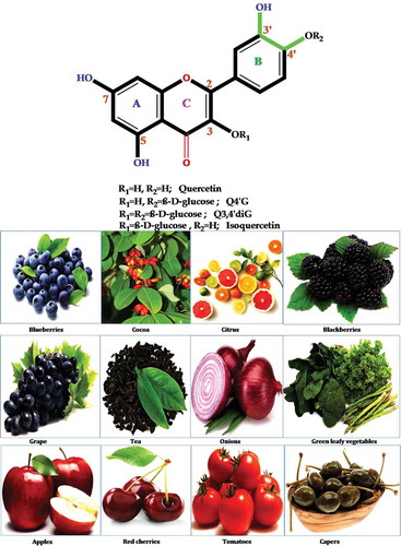 Figure 6. Structures and the most abundant sources of quercetin and its derivatives.