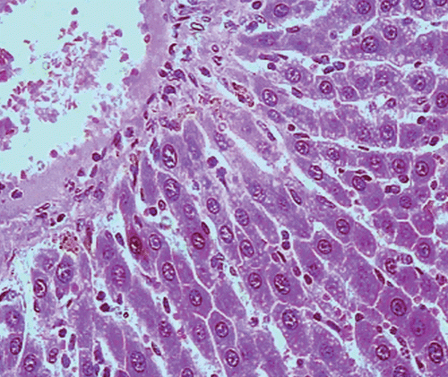 Figure 6.  Microphotograph of liver sections taken from rats of F. carica fruits treated group (150 mg/kg, i.p.). H and E staining (× 400).