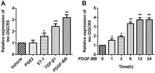Figure 1. Lnc-DGCR5 is up-regulated in ASMCs treated by PDGF-BB. (a) The expression level of lnc-DGCR5 increased in ASMCs treated with PGE2, ET-1, TGF-β1, and PDGF-BB. (b) The expression level of lnc-DGCR5 increased in PDGF-BB-treated ASMCs in a time-dependent manner. *p < 0.05 vs vehicle or 0 groups, **p < 0.01 vs vehicle or 0 groups.