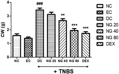 Figure 8. Effect of NG (20, 40, and 80 mg/kg) on Colon weight in TNBS induced colitis in rats. Data were exhibited as mean ± SEM (n = 6) and analyzed utilizing one-way ANOVA followed by Dunnett’s test. ###p < .001 when compared with NC group. **p < .01 and ***p < .001 when matched with the DC group.