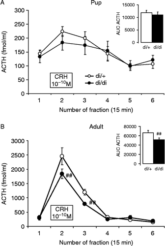 Figure 4.  In vitro CRH sensitivity of anterior pituitary glands of 10-day-old (A) and adult (B) di/+ and di/di Brattleboro rats. In all rats, the 10− 10 M CRH significantly increased ACTH secretion, however this increase was much smaller for anterior pituitaries from pups (A). In pups, there was no difference between the genotypes, while in adults the di/di rats had reduced reactivity. The overall amount secreted is represented by the AUC parameter in the inserts. Data are expressed as mean ± SEM. Statistical analysis was done by repeated measure ANOVA (age, genotype, time) or two-way ANOVA (age, genotype). n = 7–13 ##p < 0.01 vs. di/+.