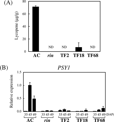 Fig. 3. Inhibition of Lycopene Production by Suppression of FUL1/FUL2.Note: (A) Lycopene contents in the transgenic tomatoes. Lycopene was measured for the same fruits used to measure ethylene production (15 d after harvest). ND, not detected. (B) Expression of PSY1 in the suppressed tomatoes. Expression analyses by qRT-PCR were conducted as described in Fig. 1.