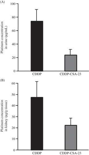Figure 3. Concentration of free platinum in urine (A) and in the kidney (B) perfused with 150 μg/mL CDDP or CDDP-CSA-23 complex (equivalent to 150 μg/mL of CDDP).Notes: Urine was collected within the first 10 min from the perfused kidney. Values are expressed as the mean ± SD (n = 4). CDDP, Cisplatin; CSA, chondroitin sulfate.