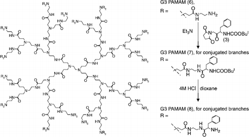 Scheme 2 Synthesis of G3 PAMAM Phenylalanine dendrimers. The number of conjugated branches in compounds (7) and (8) [32 for fully conjugated, 21 or 16 for partially conjugated] depends on the number of equivalents of (3) added in the conjugation step.