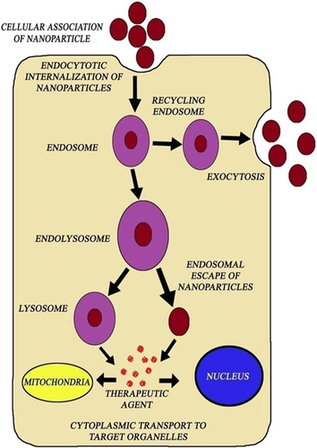 Figure 2. Cytosolic delivery of therapeutic agents through nanoparticle carriers: The uptake of nanoparticles is mediated by clathrin endocytosis, by the formation of endosomes. In the presence of organelle lysosomes, endosomes get degraded and nanoparticles freely release the drug into cytoplasm at the targeted site.