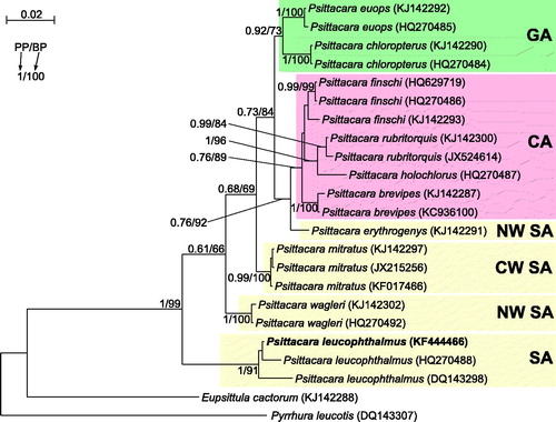 Figure 1. The phylogenetic tree obtained in MrBayes for nd2 gene indicating that the studied individual (bolded) belongs to P. leucophthalmus. The parrot is kept in aviculture and its blood sample from which DNA was isolated is available in the laboratory at the Department of Genetics in Wroclaw University of Environmental and Life Sciences under the number PL16966. Clades with taxa inhabited different geographic regions were marked by various colours/shading: CA – Central America; GA – Greater Antilles; NW SA – northwest South America; CW SA – central-western South America; SA – a vast part of South America. Migration and colonization routes of Psittacara parrots are not easy to infer because related clades include taxa, which currently have distant and restricted distributions. P. erythrogenys is the only South American species that is placed between Central American (finschi, rubritorquis, brevipes, holochlora) and Greater Antillean (euops, chloropterus) taxa. Similarly, P. wagleri with the most northern distribution in South America is placed between mitratus from the central South America, and leucophthalmus widespread in the large part of the continent. The close relationship of north-western P. erythrogenys and the Central American parrots suggests migrations through the Isthmus of Panama. However, origin of parrots from Greater Antilles remains unsolved. Values at nodes, in the order shown, indicate posterior probabilities found in MrBayes (PP) and bootstrap percentages calculated in TreeFinder (BP). In the MrBayes (Ronquist et al. Citation2012) analysis, separate mixed substitution models were assumed for three codon positions with information about heterogeneity rate across sites as proposed by PartitionFinder (Lanfear et al. Citation2012). We applied two independent runs, each using eight Markov chains. Trees were sampled every 100 generations for 10,000,000 generations. After obtaining the convergence, trees from the last 3,938,000 generations were collected to compute the posterior consensus. In the case of TreeFinder (Jobb et al. Citation2004), the separate substitution models were selected for three codon positions according to Propose Model module in this program, and 1000 replicates were assumed in the bootstrap analysis. The posterior probabilities <0.5 and bootstrap percentages <50 were omitted.