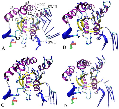 Figure 7. Collective motions of the structure domains from the GTP-bound WT and mutated M-RAS: (A) the GTP-bound WT M-RAS, (B) the GTP-bound P40D M-RAS, (C) the GTP-bound D41E M-RAS and (D) the GTP-bound P40D/D41E/L51R M-RAS.