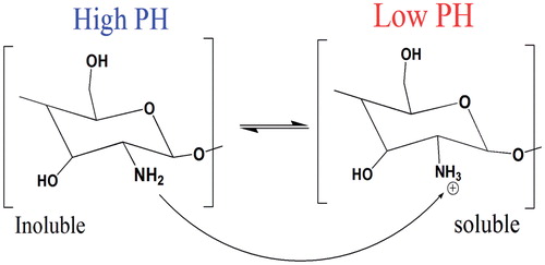 Figure 2. Chitosan’s inherent cationic nature below its pKa. At lower pH about 6 chitosan’s amine groups are protonated giving poly-cationic behaviour to chitosan (Right). At pH about 6.5, chitosan’s amines are deprontonated and result in insoluble chitosan (left).