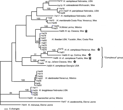 Figure 1.  One of six most parsimonious trees (tree length = 496; CI = 0.548) obtained from partial cox1 sequences of Haematoloechus spp. Numbers above the internode branches denote bootstrap support percentages. ★, potential new species.