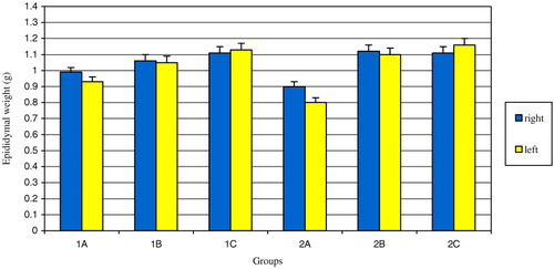 FIGURE 1 The comparison of the mean epididymal weights of the groups. The difference between right epididymal weights of groups 1A, 1B and 1C was statistically significant (p=0.007). The difference between left epididymal weights of groups 1A, 1B and 1C was statistically significant (p=0.006). The difference between right epididymal weights of groups 2A, 2B and 2C was statistically significant (p=0.009). The difference between left epididymal weights of groups 2A, 2B and 2C was statistically significant (p=0.003). The difference between right and left epididymal weights of group 2A was statistically significant (p < 0.05).
