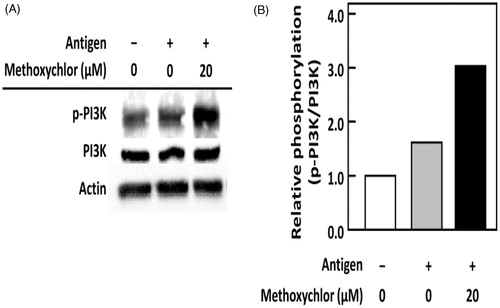 Figure 4. Effect of methoxychlor on phosphorylation of PI3K in RBL-2H3 cells. Anti-DNP IgE-sensitized RBL-2H3 cells were treated with or without 20 μM methoxychlor for 20 min. The cells were subsequently stimulated with or without DNP-HSA for 30 min. Cell lysates were then prepared, and immunoblot analyses performed. The p-PI3K represents phosphorylated PI3K. (A) Representative image of PI3K phosphorylation from two independent immunoblot analyses. (B) Ratio of p-PI3K/PI3K relative to values for intact cells.