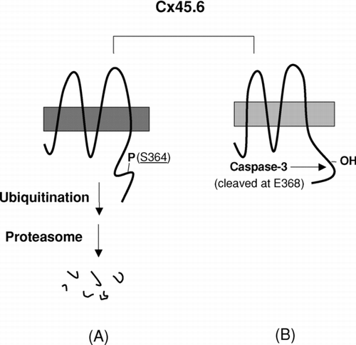 Figure 4 A model for the regulation of proteolysis of Cx45.6 in the lens by phosphorylation at Ser364. (A) The phosphorylation at Ser364 renders Cx45.6 unstable and undergoes the degradation mediated by proteasome. (B) If Ser364 is not phosphorylated, Cx45.6 becomes a substrate for caspase-3, which cleaves behind Glu368. The truncated Cx45.6 mainly accumulates in the mature fibers at the center core region of the lens (Yin et al. Citation2001).