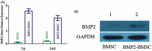 Figure 2. (A) Measurement of BMP2 mRNA expression of each group (control and BMP2) by RT-PCR at 7 d and 14 d after transduction. The result revealed that BMP2 gene modified BMSCs highly expression at each time point (mean ± SD, n = 5 for each group). (B) Expression of bone morphogenetic protein 2 (BMP2) in Western blot analysis.