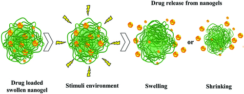 Figure 2. The schematic of drug release from the nanogel network (adapted from Yallapu et al., Citation2007).