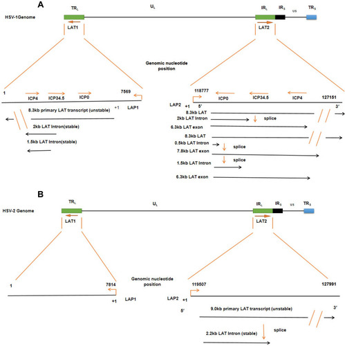 Figure 2 The LAT locus and (twintron) splicing of the HSV genome. (A) HSV-1 includes UL and US regions with terminal and internal repeats (TRL, IRL, IRS and TRS). LAT1 is in TRL and UL, LAT2 is in IRL and UL connection region. An TRL fragment, overlapping ICP0, ICP34.5, and ICP4, is expanded to show LAT1, including 8.3 kb original LAT, and 2 kb and 1.5 kb of the LAT intron. The 8.3 kb LAT2 was spliced into a 2.0 kb intron and a 6.3 kb mRNA or spliced as twintron introns into a 0.5 kb unstable intron and a 7.8 kb RNA. (B) HSV-2, like HSV-1, contains the LAT1 and LAT2. Their transcripts include an unstable 9.0 kb primary LAT and a stable 2.2 kb primary LAT.