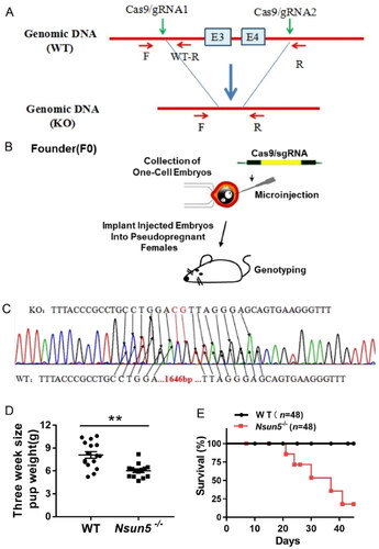 Figure 1. Nsun5 knockout mice resulted in a significant reduction in survival.(A) Strategy for generating Nsun5 deficiency mice involved selecting exon 3–4 of Nsun5 for mutation, and using Cas9 or gRNA to transfer mutations from exogenous donor DNA into the recipient chromosomes by nonhomologous recombination at the target site. (B) The pooled system of single-cell embryo microinjection was utilized to generate founder mice. (C) Homozygote Nsun5 deficiency mice were directly sequenced and the results were obtained. (D) The weight of PD21 individual pups was observed to be reduced in Nsun5-/- mice compared to WT mice. For each genotype, n = 6. (E) The survival of Nsun5-/- mice was measured. For each genotype, n = 48. The data, represented as mean ± SEM analyzed using the Student’s t-test, *p < 0.05, **p < 0.01.