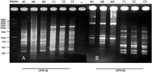 Figure 4. Effect of different EMF treatments on RAPD profiles of maize and canola seedlings by (A) OPR-02 and (B) OPR-08 primers, respectively. Control (M1), 3 mT (M2) and 10 mT (M3) for 4 h in maize, control (C1), 1 mT for 1 h (C2) and 7 mT for 3 h (C3) in canola.