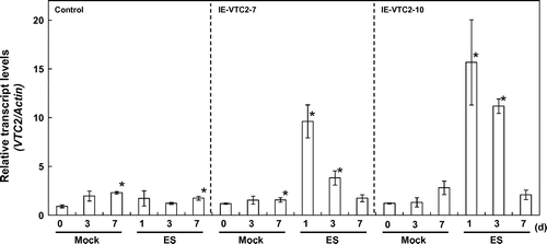 Fig. 1. Changes in the expression levels of GGP/VTC2 in the IE-VTC2 plants after treatment with ES.Note: Two-week-old control and IE-VTC2 plants grown on MS medium under normal conditions were sprayed with 100 μM ES containing 0.1% (v/v) Tween 20 (ES treatment) and then grown for up to 7 d. A solution containing 0.1% (v/v) Tween 20 without ES was sprayed as mock treatment. Total RNAs were prepared from the mock- and the ES-treated plants at the indicated times and subjected to quantitative RT-PCR analysis with specific primers for the GGP/VTC2 and Actin2 genes. The details of the procedures are described in “Materials and methods.” Relative expression levels were normalized to Actin2 mRNA. Data are means ± SD for independent experiments (n = 3). An asterisk indicates that the mean value was significantly different from that of the respective pre-treated plants as analyzed by Student’s t test (p < 0.05).