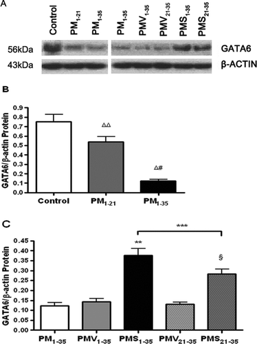 FIGURE 7 Decrease in GATA-6 protein expression during the development of pulmonary hypertension in pneumonectomized, MCT-treated rats that was restored by simvastatin. (A) Western blotting analysis of GATA-6 protein expression in representative rat lung protein extracts from each group as stated in Figure 1A and Figure 1B. (B) Relative abundance of GATA-6/β-actin protein expression among the three groups of rats stated in Figure 1A. Mean and standard deviation of GATA-6 protein expression normalized to β-actin is shown (n = 3/group). * P <.001 for group PM1−35 versus control; ** P <.01 for group PM1−21 versus control; # P <.01 for group PM1−35 versus group PM1−21. (C) Relative abundance of GATA-6/ β-actin protein expression among the 5 groups of rats stated in Figure 1B. Mean and standard deviation of GATA-6 protein expression normalized to β-actin is shown (n = 3/group). Simvastatin restored GATA-6 protein expression level in diseased rats (*** P <.001 for group PMV1−35 versus group PMS1−35; § P <.001 for group PMV21−35 versus group PMS21−35). Group PMS1−35 had significantly higher GATA-6 protein expression level than group PMS21−35 (**** P <.01).