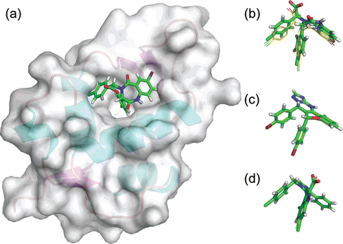 Figure 2.  Docking conformation of three known Mdm2 inhibitors. (a) Representation of the Mdm2 structure with the co-crystallized benzodiazepine inhibitor (PDB:1T4E). Superimposition of crystal (sticks and balls representation, green) and docked conformations (wire representation, yellow) for: (a) the benzodiazepine derivative, (b) the imidazo-indole derivative and (c) the chromenotriazolopyridine derivative. Superimpositions obtained by aligning the three Mdm2 structures using Pymol.