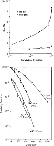 Figure 7. Heat radiosensitization has an upper limit. (A) D1, the radiation dose required to reduce survival to 1%, in plateau phase CHO and xrs-5 cells as a function of the resulting cell survival in cells exposed to heat alone. Results obtained from Citation[18]. (B) Survival of exponentially growing CHO cells exposed either to 4 MeV X-rays, or to accelerated 12C ions. Irradiation was carried out after incubation for 1h either at 37°C or at 43°C. Note the absence of heat radiosensitization after exposure to the high LET carbon ions Citation[47].