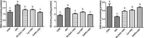 Figure 4 The effect of lycopene coated selenium nanoparticles (LYC-SeNPs) on non-enzymatic antioxidant parameters [malondialdehyde (MDA), nitric oxide (NO), and glutathione (GSH)] levels in glycerol-induced AKI in rats. Data are expressed as mean ± SEM, n = 7. The statistical difference between groups was estimated using Duncan’s post-hoc test at P < 0.05. Bars that do not share same letters (superscripts) are significantly different from each other (p < 0.05).