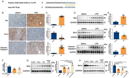 Figure 4. In S-AKI, upregulation of miR-16-5p improves apoptosis of renal tubules. (A) Targeted binding sequence of hsa-miR-16-5p to the 3’-UTR end of bcl-2. (B and C) Expression levels and quantification of bax, bcl-2, and caspase-3 in mouse kidney tissues by IHC. Scale bar, 50 μm. (D and E) Expression levels and quantitative analysis of bax, bcl-2, and caspase-3 in mouse kidney tissues by western blotting (n = 6). (F) qRT–PCR analysis of bcl-2 expression levels in HK-2 cells treated with different concentrations of LPS (n ≥ 3). (G and H) Expression levels and quantification of bax and bcl-2 in LPS-stimulated miR-16-5p overexpressing HK-2 cells by western blotting (n = 4). *p < 0.05, **p < 0.01, ***p < 0.001, ****p < 0.0001.