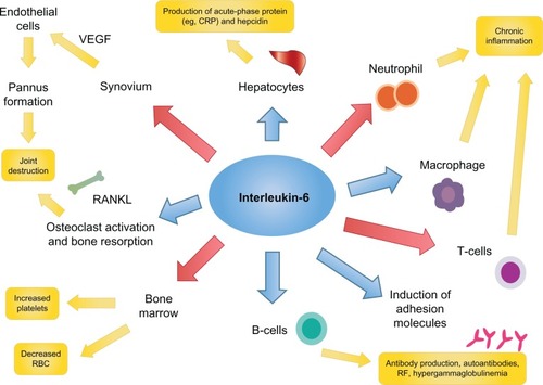Figure 1 Interleukin-6 activates a number of key inflammatory pathways.