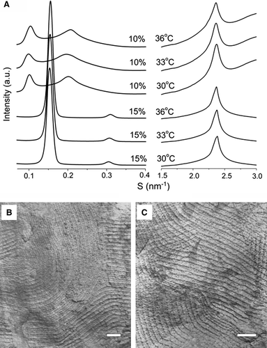 Figure 4.  (A) SAXS/WAXS intensity patterns recorded at 30°C, 33°C, and 36°C from dispersions of egg SM containing 10 mole% and 15 mole% androsterol. Electron micrographs of freeze-fracture replicas prepared from (B) pure egg SM thermally quenched from 31°C and (C) a dispersion of a binary mixture of egg SM containing 20 mole% androsterol thermally quenched from 35°C. Bar = 100 nm.