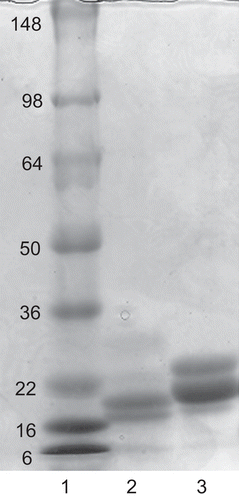 Figure 3.  SDS PAGE of purified elastase inhibitor compared with soybean trypsin inhibitor. Lane 1, standard proteins with molecular mass shown; lane 2, two intensely-staining bands of apparent 17.8 kDa and 20 kDa in a reduced sample of the marama bean extract purified through the affinity column; lane 3, separation of reduced soybean trypsin inhibitor indicating major bands at 23.1 kDa and 24.0 kDa.