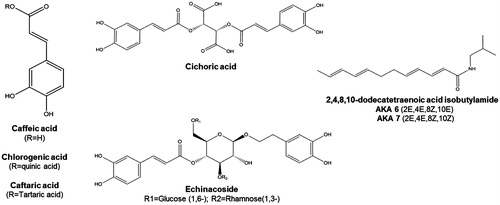 Figure 1. Structures of Echinacea phytochemicals with established bioactivity. Caffeic acid derivatives are represented by caffeic acid, chlorogenic acid, caftaric acid (left) as well as cichoric and echinacoside (middle). Echinacea alkylamides are represented by the isomers of 2,4,8,10-dodecatetraenoic acid isobutylamide; a diversity of alkylamides in Echinacea are similarly isobutylamides with alkyl chains of variable length and saturation.