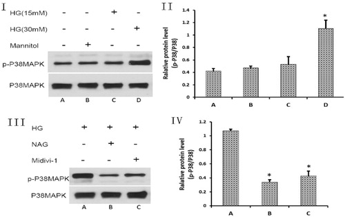 Figure 3. HG can stimulate p38 phosphorylation. Midivi-1 can reduce the production of ROS and suppress p38 phosphorylation by inhibiting DRP1 transposition. (I) Protein expression of phospho-p38 and p38 in GMC (Western blot). (II) Ratio of p-p38/p38 (*p < 0.05 when compared with group A). (III) Ratio of p-p38/p38 with intervention by NAG and Midivi-1 (group A: HG; group B: intervention with NAG; group C: intervention with Midivi-1). (IV) Relative quantity of phosphor-38 expression levels (*p < 0.05 when compared with group A).