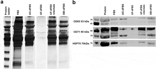 Figure 3. Silver staining and Western blotting of EV proteins. Analysis of total EV-protein and EV-marker proteins Hsp70 and CD71. EVs were isolated by UC from the different EV-depleted FBS and regular FBS. (a) Silver staining of EV proteins derived from regular FBS shows a distinct protein pattern that can also be detected in UC-dFBS, commercial dFBS (SBI-dFBS) and UF-dFBS retentate, but not in the UF-dFBS. (b) Western blotting detected Hsp70 and CD71 in EV preparations derived from regular FBS, UC-dFBS, SBI-dFBS and UF-dFBS retentate. In contrast, only a faint band of CD71 and no Hsp70 could be detected in EV preparations from UF-dFBS. FBS (fetal bovine serum), UC (ultracentrifugation), UF (ultrafiltration), SBI (System Biosciences), dFBS (EV-depleted FBS).